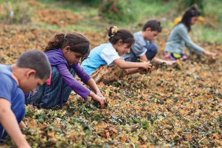Tarlada çalışan çocuk işçiler